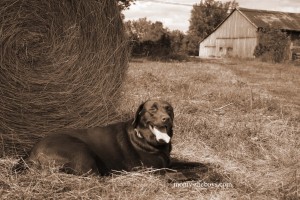 chocolate lab laying in hay