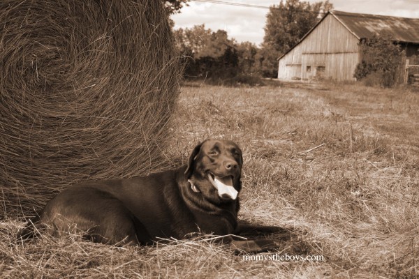 Riley with barn back field sepia copy