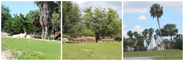 busch garden animals