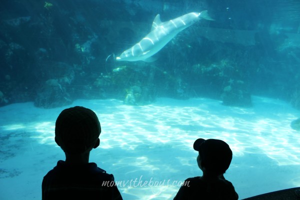 dolphin playing at Sea World