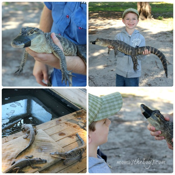 baby alligators at Boggy Creek Airboat Rides