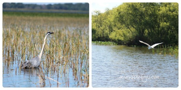 airboat rides