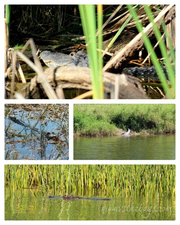 Boggy Creek Airboat Rides