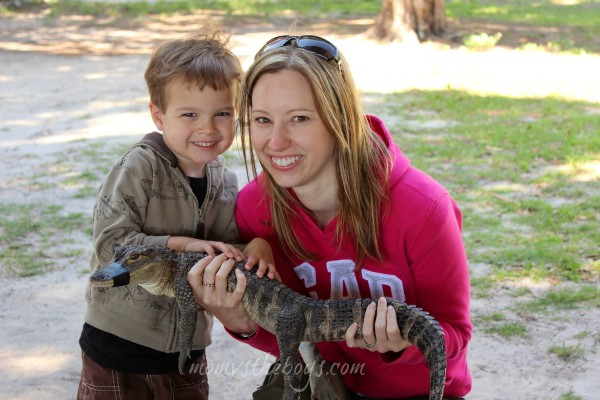 baby alligator