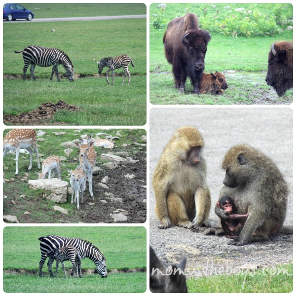 youtube african lion safari