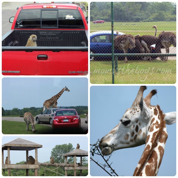 african lion safari