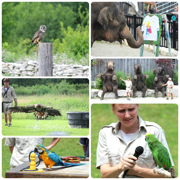 african lion safari shows