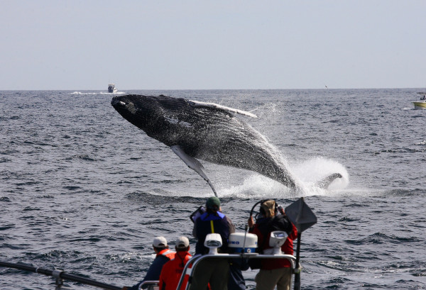 whale watching massachusetts