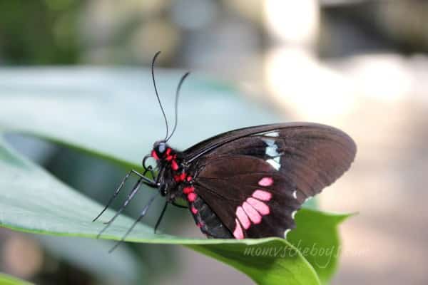 black and red close