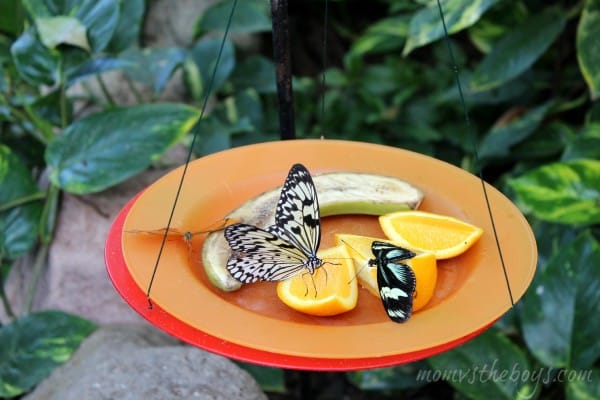 butterfly on dish