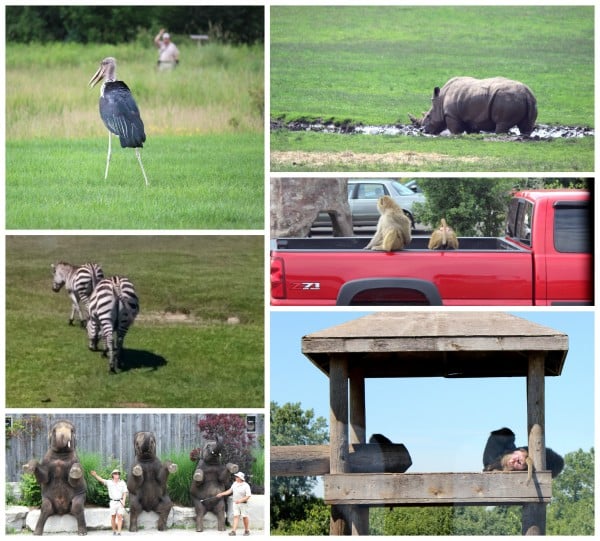 african lions safari 2