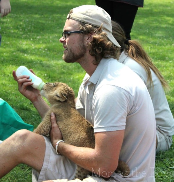 lion feeding bowmanville zoo