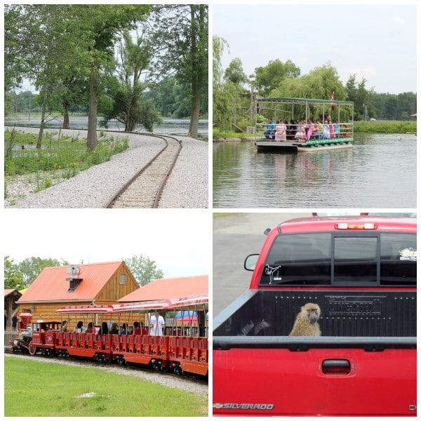 african lion safari