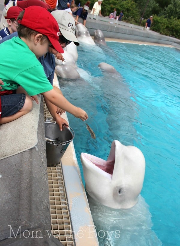 G feeding beluga