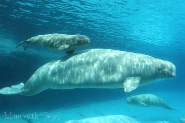 Marineland, Niagara Falls Ontario