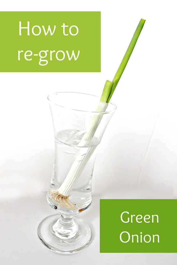 Re Grow Green Onion