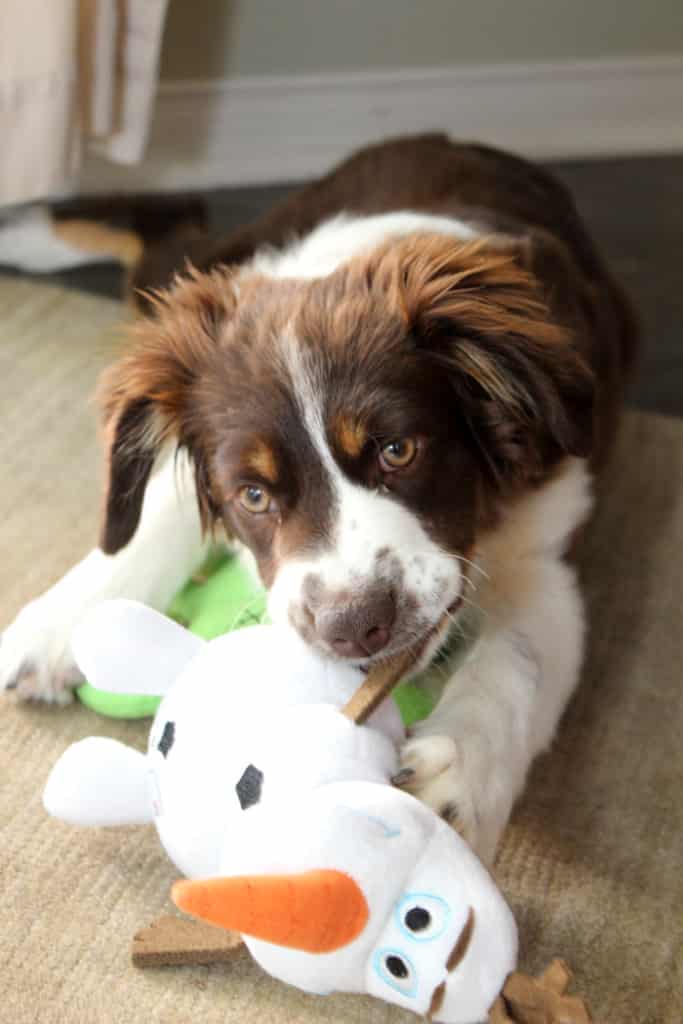 Olaf dog toy