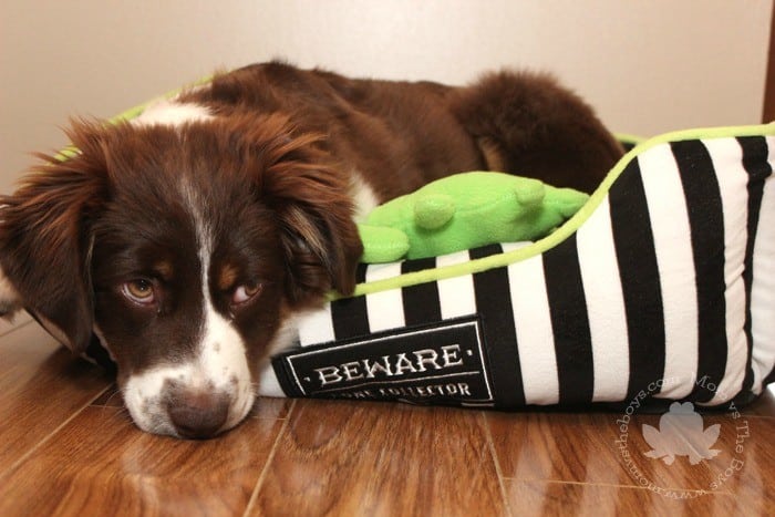 mini aussie shepherd