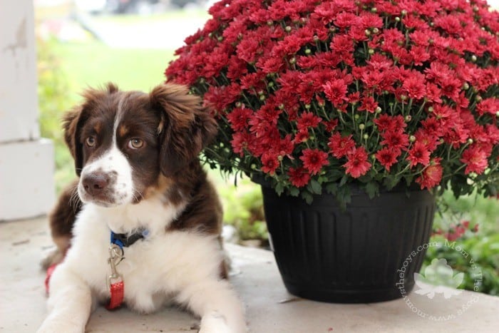 mini australian shepherd