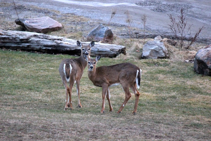 Viamede Resort, Stoney Lake Ontario