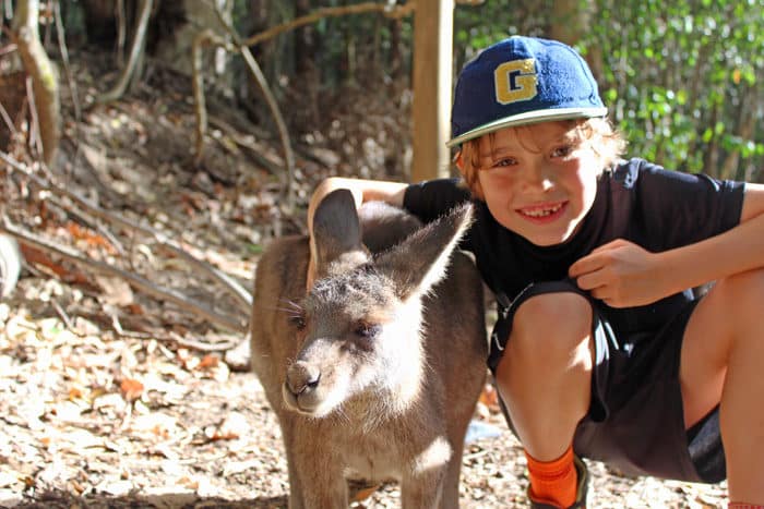 petting kangaroo at Hartley's Crocodile Adventure