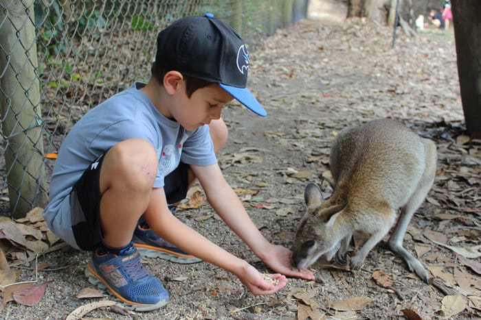 feeding kangaroo at Hartleys Crocodile Adventure