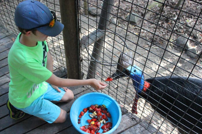 Feeding a Cassowary at Hartleys