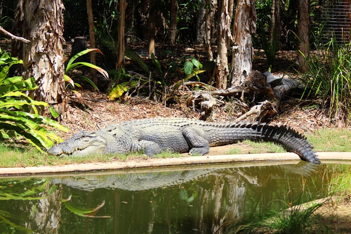 Hartley's Crocodile Adventures - Mom vs the Boys