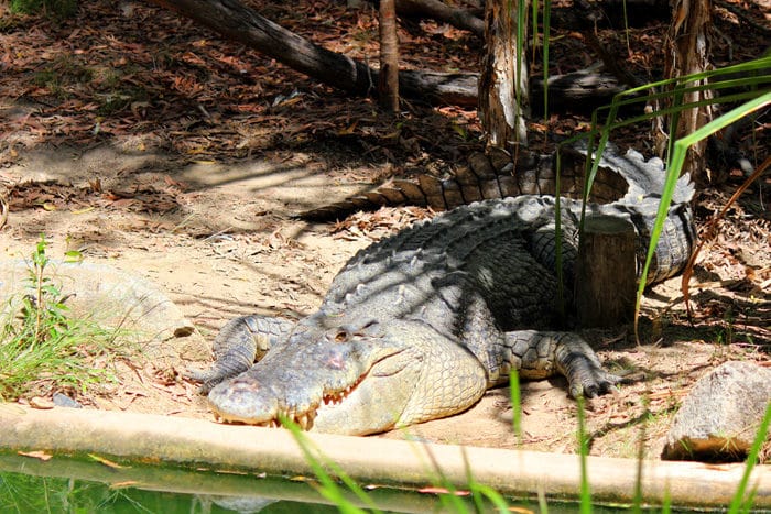 Hartley’s Crocodile Adventures