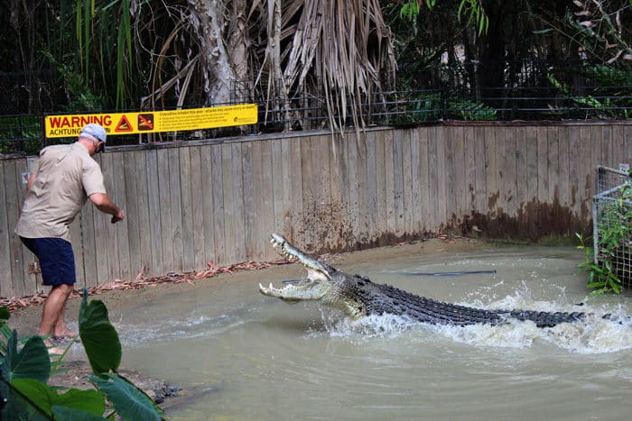 Croc Attack Show at Hartley’s Crocodile Adventures