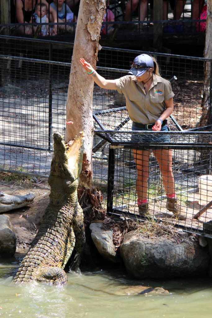 Crocodile feeding at Hartley’s Crocodile Adventures