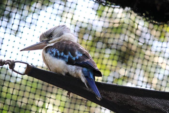 Kingfisher at Hartleys Crocodile Adventure