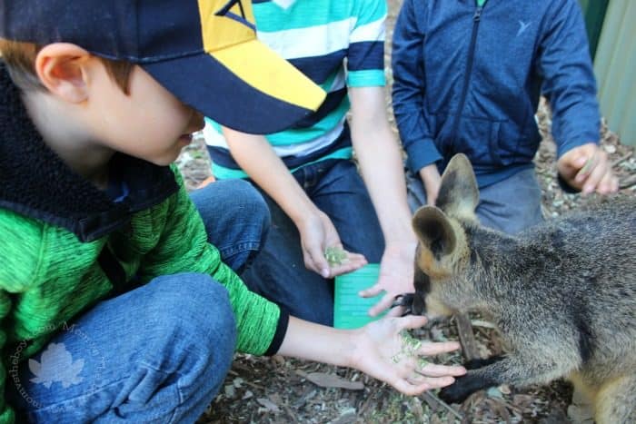 Featherdale Wildlife Park feeding Kangaroos