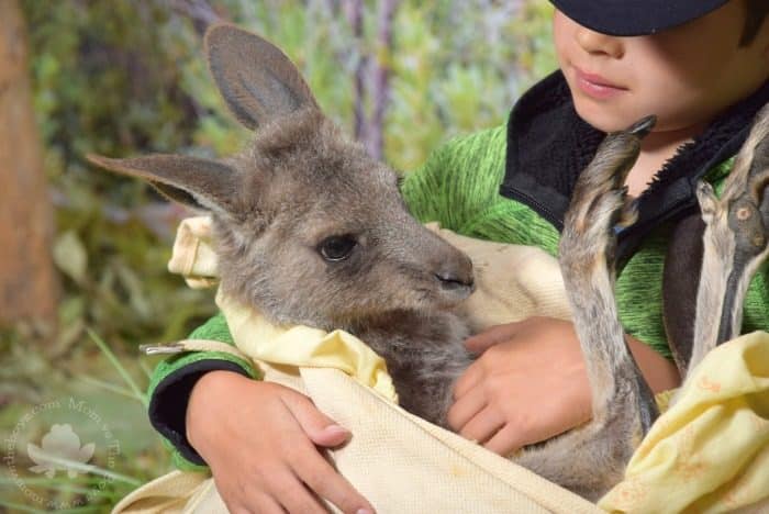 Featherdale Mammal Encounter - Mom vs the Boys