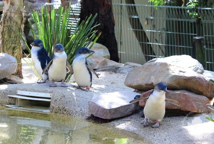 Featherdale Wildlife Park - Little Penguins