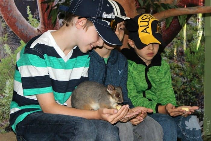 Featherdale Wildlife Park Mammal Encounter