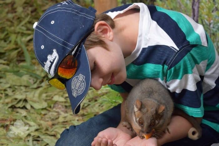 Featherdale Animal Encounter