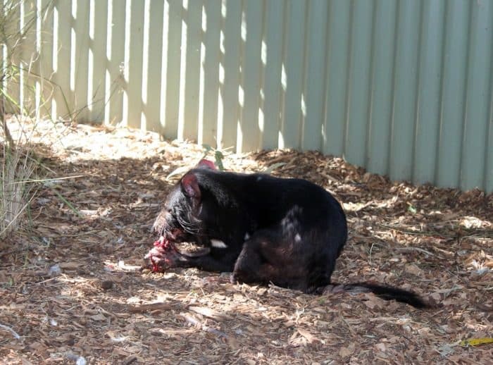 Featherdale Wildlife Park - Tasmanian Devil