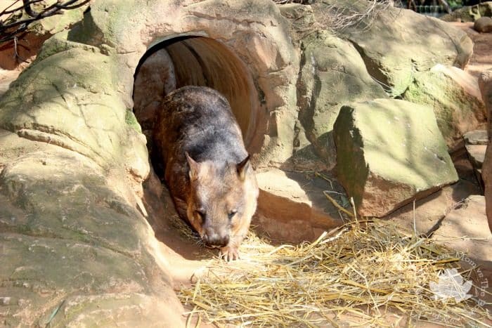 Wombat Featherdale Wildlife Park 