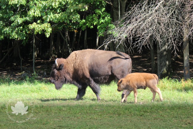 bison at parc omega