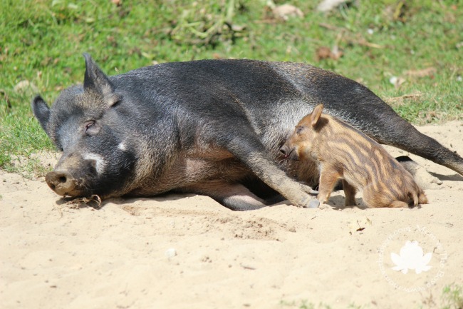 wild boar with baby