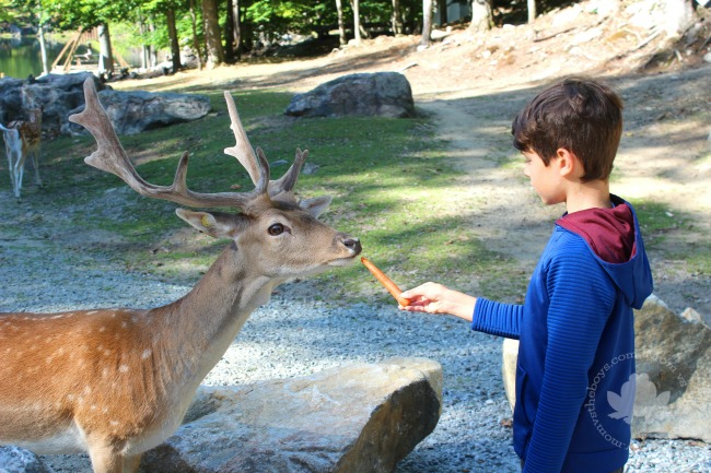 feeding deer Quebec