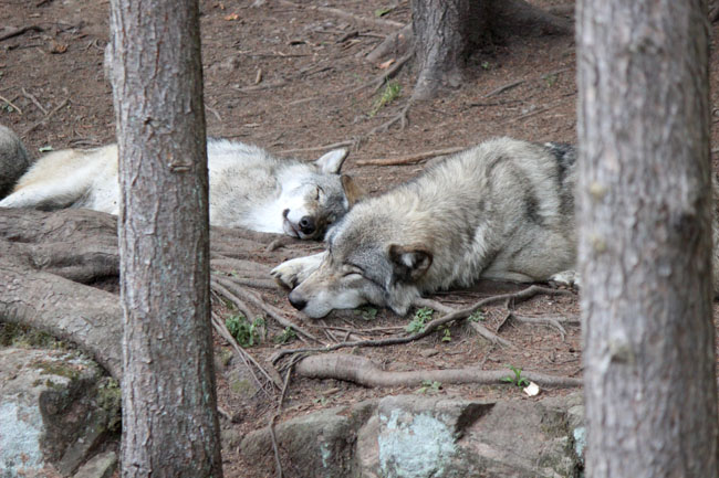 sleeping wolves