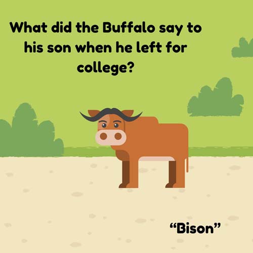 bison joke