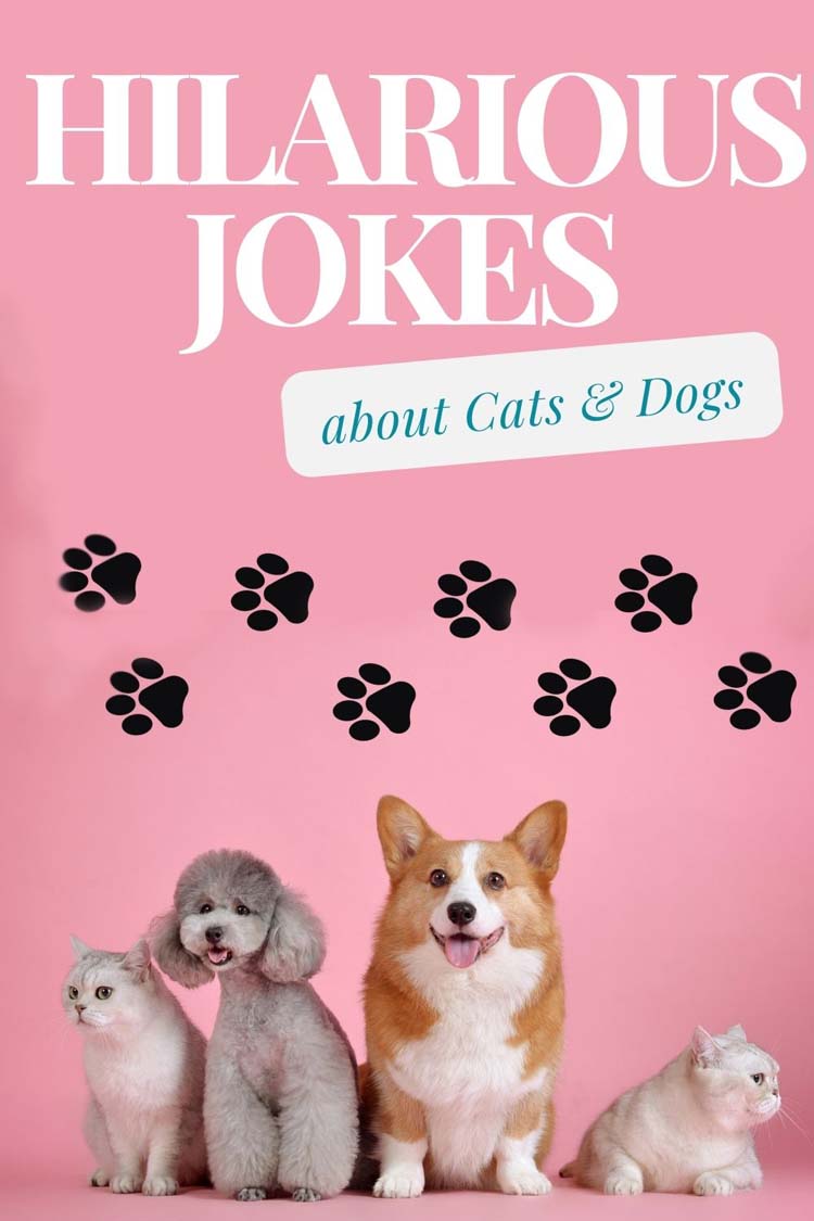 jokes about cats and dogs